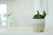 Cactus on table with copy space background , succulent tropical