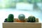 Cactus on table by the window and blur green nature background w