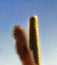 The cactus is tall against the summer blue sky. Home plants.