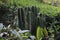 Cactus and tea leaves in the garden