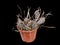 Cactus. Tephrocactus Articulatus Papyracanthus 2001 Latin Name, The Birthplace of South America, Ten Years Old. Can Serve as A