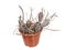 Cactus. Tephrocactus Articulatus Papyracanthus 2001 Latin Name, The Birthplace of South America, Ten Years Old. Can Serve as A