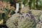 Cactus tephrocactus geometricus close up , against blurry background.