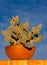 Cactus in Terra Cotta Pot Against Vivid Blue Sky