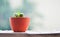 Cactus on the terrace with blur rainy day background