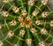 Cactus texture