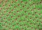 Cactus texture closeup. Bright green cactus opuntia background