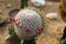 Cactus Thelocactus macdowellii with flower cactus