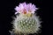 Cactus Thelocactus macdowellii with flower isolated on Black.