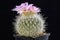 Cactus Thelocactus macdowellii with flower isolated on Black.