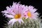 Cactus Thelocactus macdowellii with flower isolated on Black.