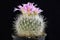 Cactus Thelocactus macdowellii with flower isolated on Black.