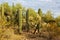 Cactus thickets in Saguaro National Park at sunset, southeastern Arizona, United States