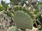 Cactus thickets of the same species in the open air