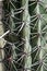 Cactus thorns 3