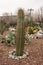 Cactus with thorns close-up growing in a city park. Specially grown decorative cactus.