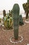 Cactus with thorns close-up growing in a city park. Specially grown decorative cactus.