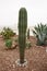 Cactus with thorns close-up growing in a city park. Specially grown decorative cactus.