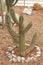 Cactus with thorns close-up growing in a city park. Specially grown decorative cactus.