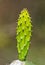 Cactus with thorns isolated on natural background