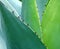 Cactus thorns thorny leaves leaf cactaceae plants exotic wild tropical