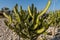 Cactus thorny green branches in a bush outdoors in the hot environment