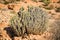 Cactus thrives in the mountains of southern Morocco.