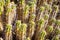 Cactus thrives in the mountains of southern Morocco.