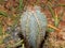 cactus top view close thorns dew