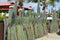 Cactus topped with a Santa hat at Christmas in Bonaire.