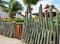 Cactus topped with a Santa hat at Christmas in Bonaire.