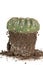 Cactus transplantation