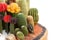 Cactus tray garden