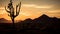 Cactus tree desert sunset landscape near phoenix Az