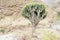 Cactus tree (Euphorbia candelabrum), Simien mountains