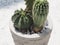 Cactus tree green trunk has sharp spikes around blooming in stone pot