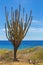 Cactus tree grows on coast at blue sea