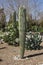 Cactus tree that grows in the Park for people.