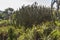 Cactus tree inside Kirstenbosch botanical garden, Cape Town