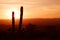 Cactus tree silhouette and bushes during beautiful reddish sunset with distant mountains sunset sunrise background