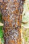 Cactus tree trunk texture, Santa Cruz Island-Port Ayora, Galapagos Island. With selective focus. Vertical