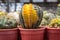 Cactus tree,Various cactus plants, gardening in pots,Pattern fome cactus