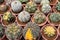Cactus tree,Various cactus plants, gardening in pots,Pattern fome cactus