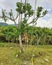 Cactus tree worshipped by the Hindu in India