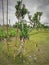 Cactus tree worshipped by the Hindu in India