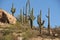 Cactus Trees