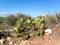 Cactus trees around the streets of U.S.A