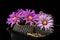 Cactus Turbinicarpus pseudopectinatus with flower isolated on Bl