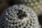 Cactus Turbinicarpus valdezianus buds against blurry background.