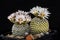 Cactus Turbinicarpus valdezianus with flower isolated on Black.